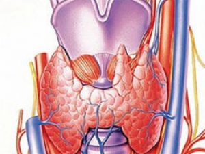 щитовидная железа у детей 7 лет