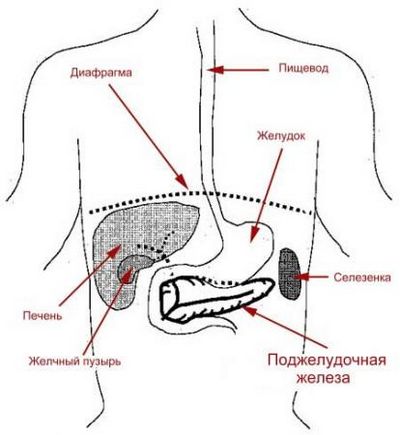 Щитовидная железы у ребенка симптомы